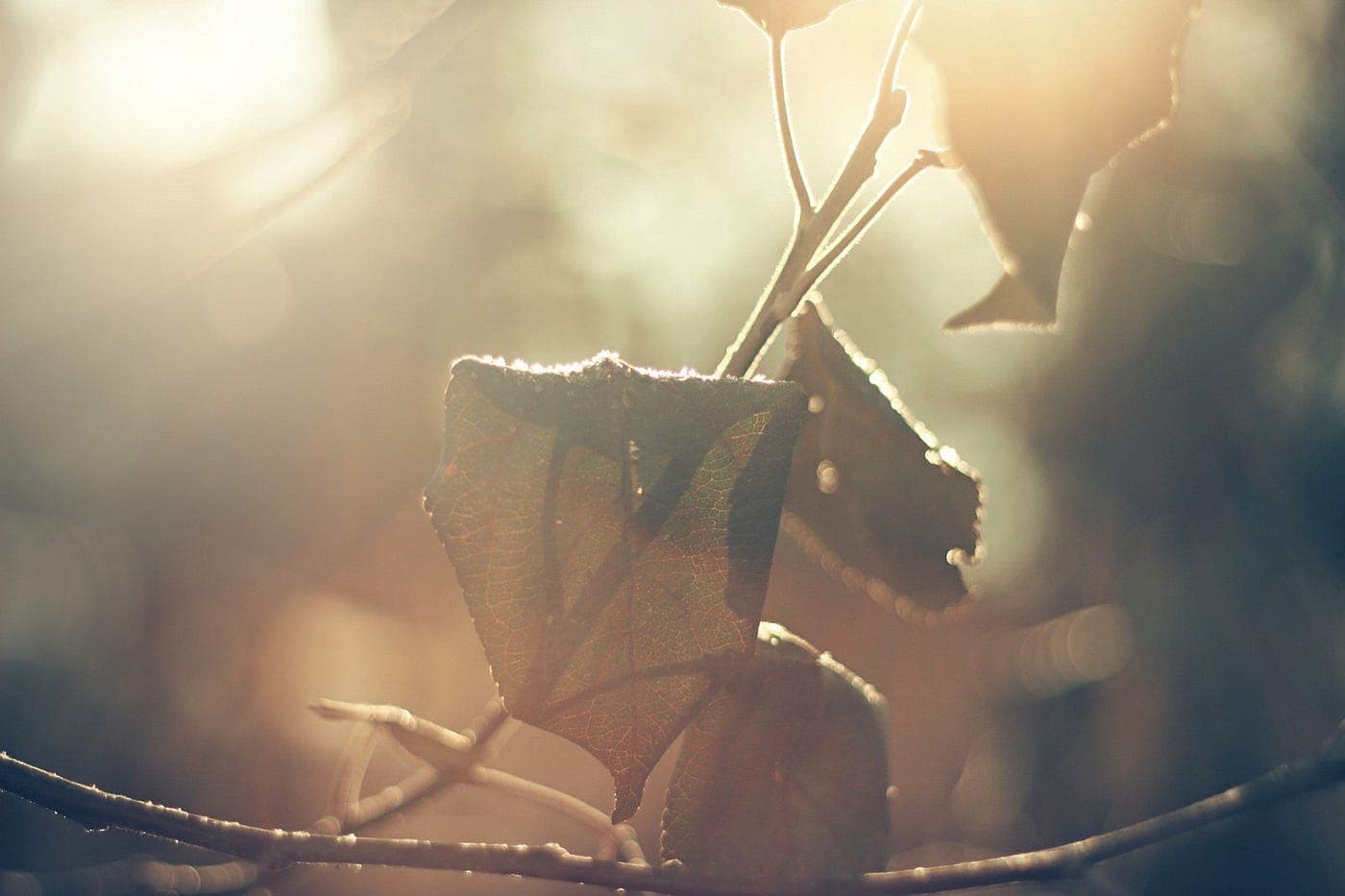 aesthetic brown leaves under the halo of the sunlight