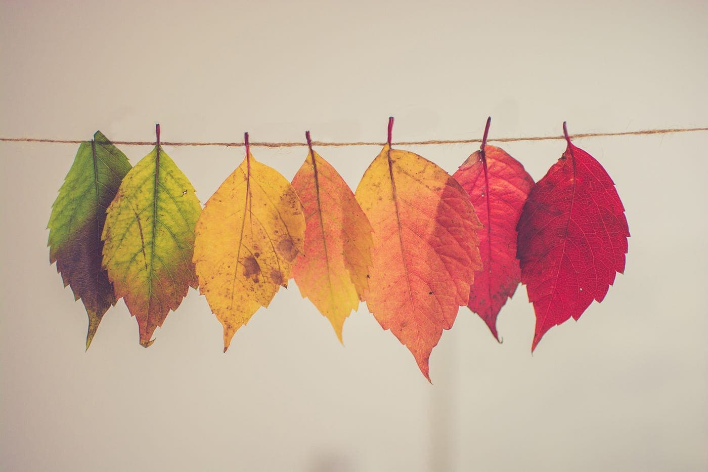 string with multi-colored leaves transitioning colors from spring to fall