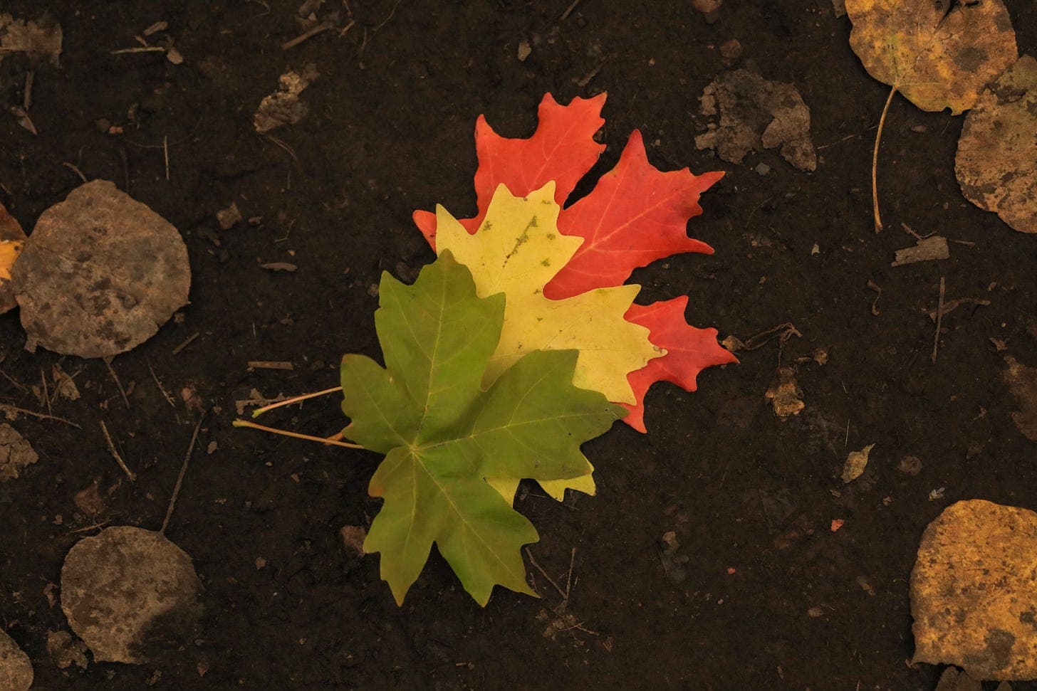 Peace Amidst Transition